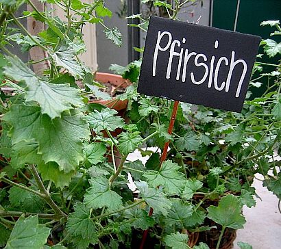 Pelargonie greytonense - Pfirsich Duft
